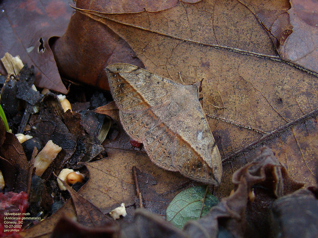leaf moth
